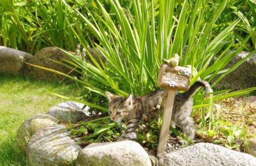 Pojezierze Drawskie Agroturystyka Greanna - Foto 52