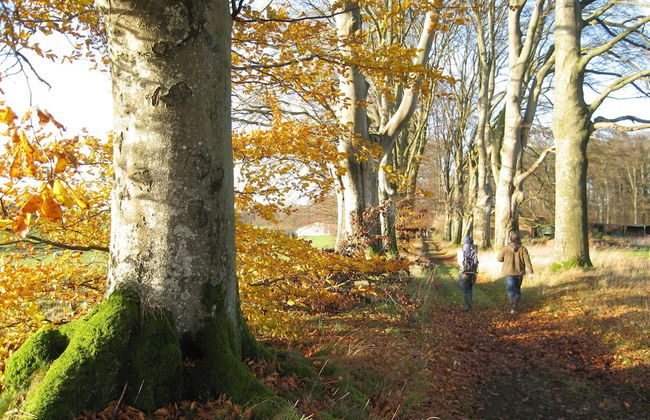 Holiday Home in Somme-leuze With Pool & Sauna - Foto 29