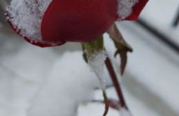 Marlingsuites - Vinea - Wieser Josef - Marling - Foto 66