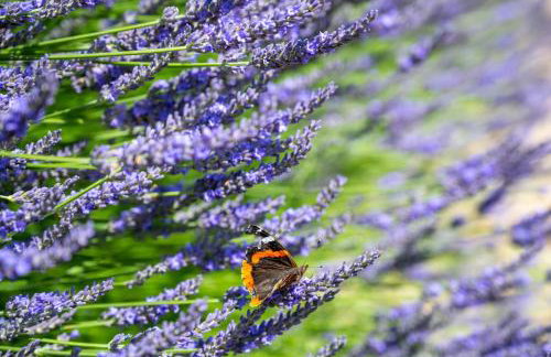 Moles Meadow - Foto 32