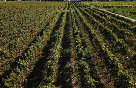 Villa Cavalletti - Foto 144