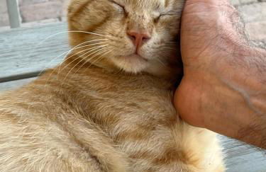 Residenze l'Alberata - Photo 7