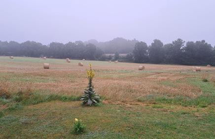 Gabis Ferienwohnung Bendingbostel - Foto 28