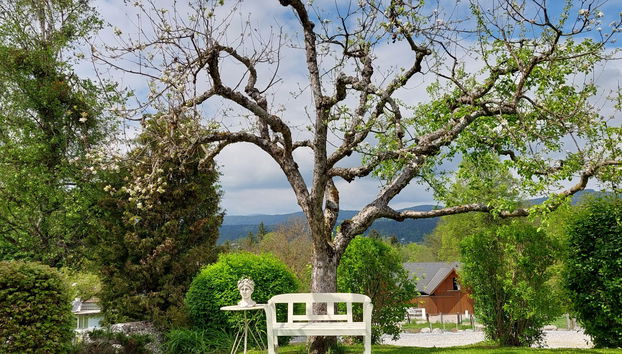 Kornblume - Foto 2, Outdoor