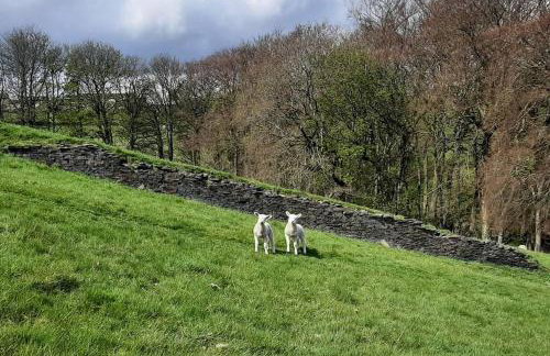 Beautiful countryside cottage, sleeps 6, dogs welcome - Foto 29