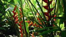 Boipeba Cantinho do Mirko II - Foto 2, Garden