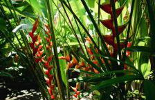 Boipeba Cantinho do Mirko II - Foto 2