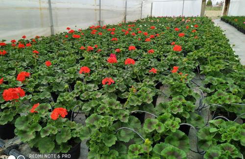 AGRITURISMO " LE SERRE" - Foto 39