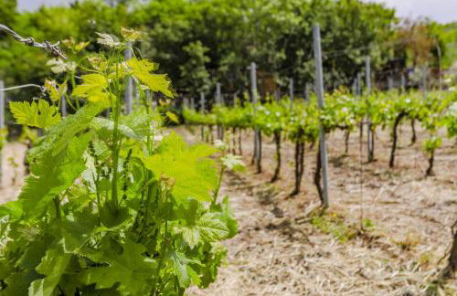 Villa Lolù - Photo 70