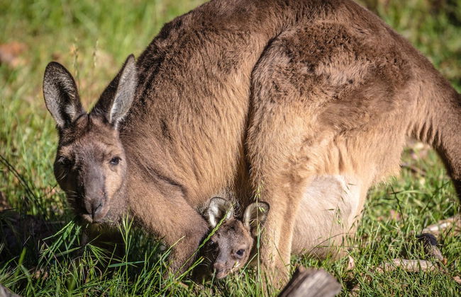 Bussells Bushland Cottages - Photo 23