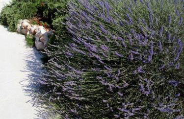 Apartmani Seka 1 - Foto 38