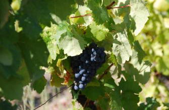 Quinta da Padrela Winery House - Foto 60