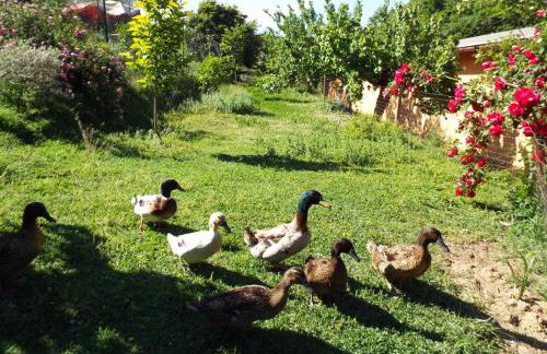 Agriturismo Frallarenza - Foto 52