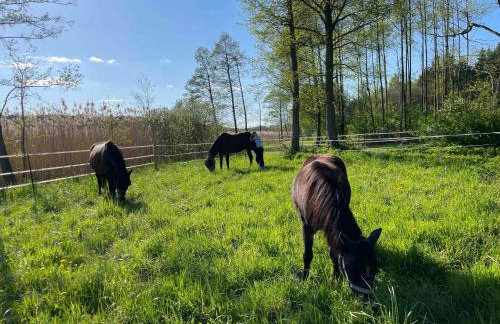 Sercem i Kopytem - Foto 23