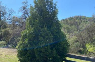 Waxberry Getaway Sequoia/Kings Canyon National Pks - Foto 17