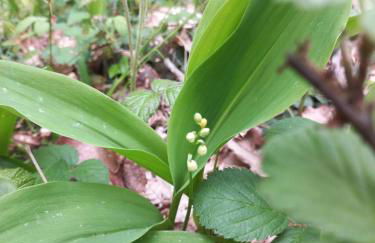 Les hirondelles - Foto 16