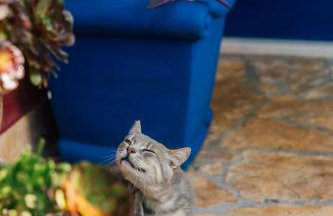 Villa Tropica, total privacy, tropical garden and private pool - Photo 48