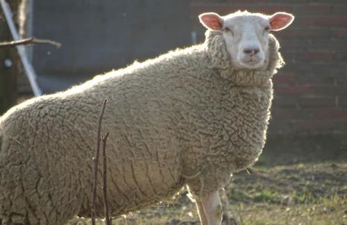 Wohlfühlurlaub auf dem Reit- und Ferienhof Goldberg - Foto 39