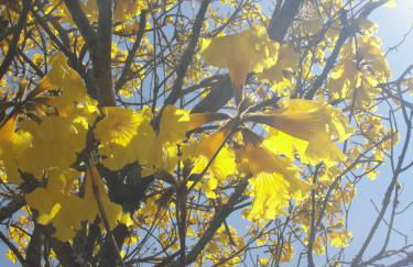 Hotel Fazenda Areia que Canta - Foto 76