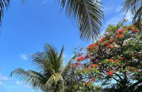flamboyant House - Foto 9