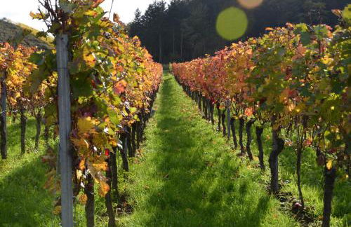 Ferienweingut Gansen / Hochgenuss 1 - Foto 15