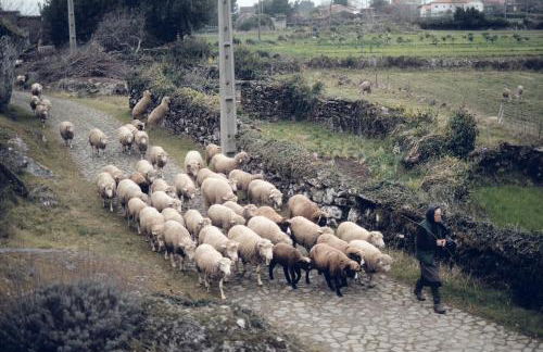 Cabana do Dinamarquês em Arga de Baixo - Foto 17