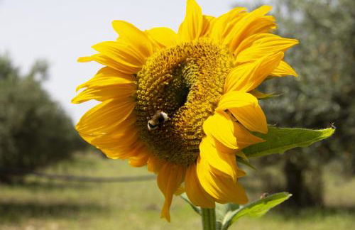 Casa Raineri - Foto 23