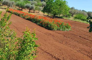 Trullo cumma Rosa - Foto 25