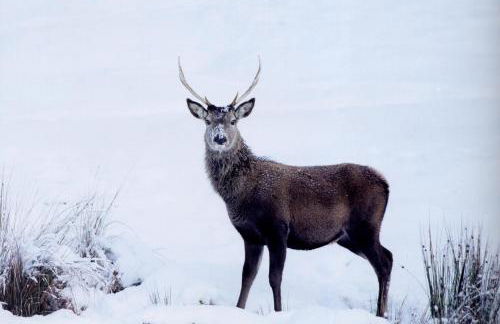 Craiglea Lodge & Barn - Foto 43