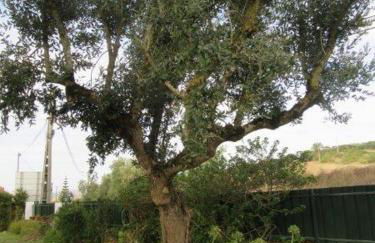 Quintal do Freixo - Country House - Photo 31