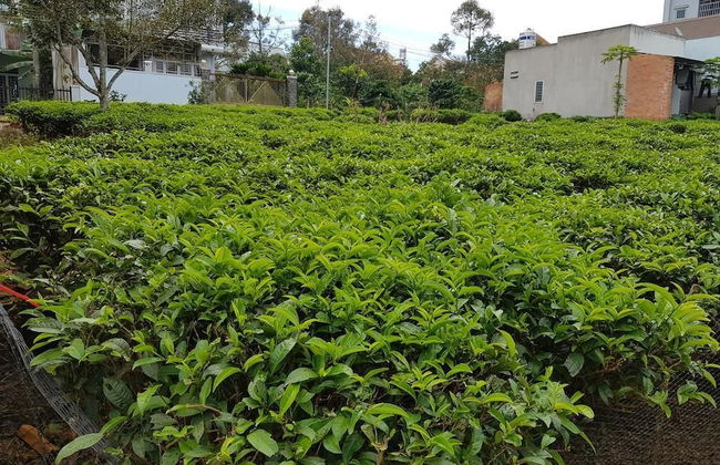 Sen Villa - Photo 17