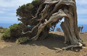 FINCA LA JORADITA - Foto 18