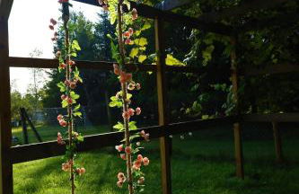 Farm Country House with Pool and Huge Property - Foto 8