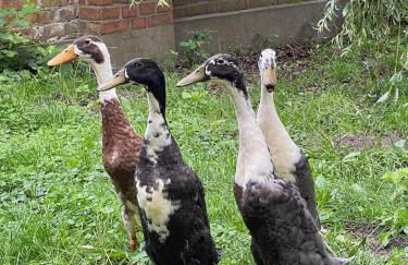 Idyllisches Bauernhaus Am See - Foto 31