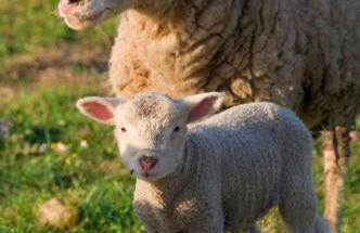 Margarethenhof - Foto 11