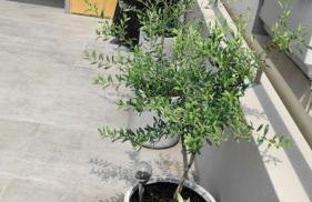 My Home in Greece - Photo 73