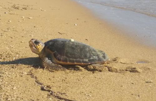 Dionisis Apartments - Photo 25