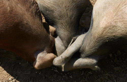 The Grainstore at Moor Farm - Foto 37