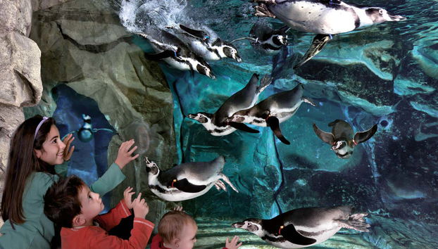 Aquarium of Cattolica Ticket - Foto 2