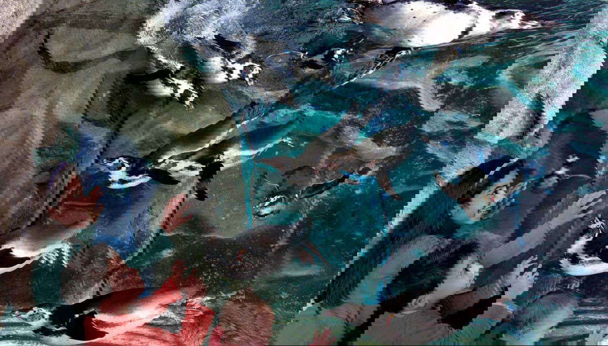 Contemplando i pinguini