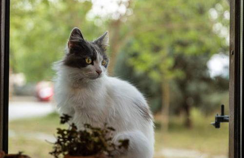 Πέτρινη εξοχική κατοικία, Λάρισα - Foto 13