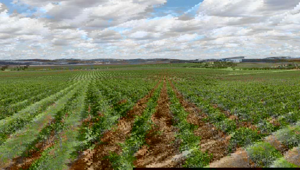 Vigneti delle cantine Habla