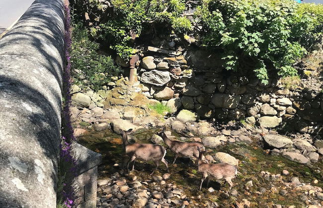 Brittas Bay Holiday Village - Photo 28