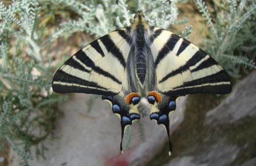 The Strawhouse under the mountain - Foto 38