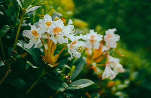 Heatheryhaugh Lodges - Foto 44