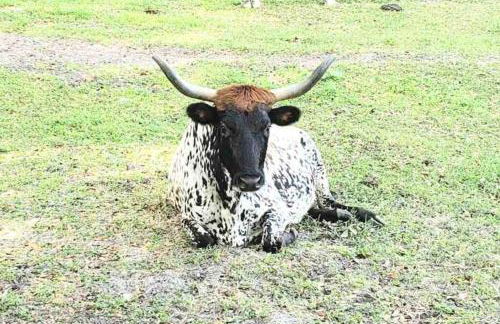 Little Ridge Ranch-East House Quiet Country Getaway-Pet Friendly! - Foto 27