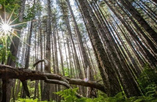 Mansarda Casalina - Foto 14