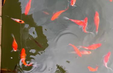 Lourença Stays - Quinta Lourenca - Foto 59