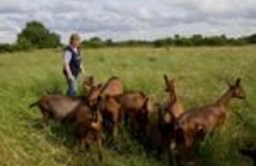 Séjour nature au cœur du Parc de la Brenne: gîte 4 chambres, jardin et terrasse, proche de Rosnay - FR-1-591-141 - Foto 8