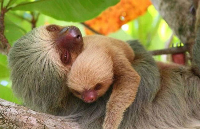 Excursão ao Parque Nacional Manuel Antonio - Foto 1